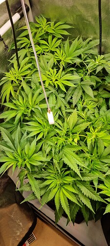 Growreport Bild 28