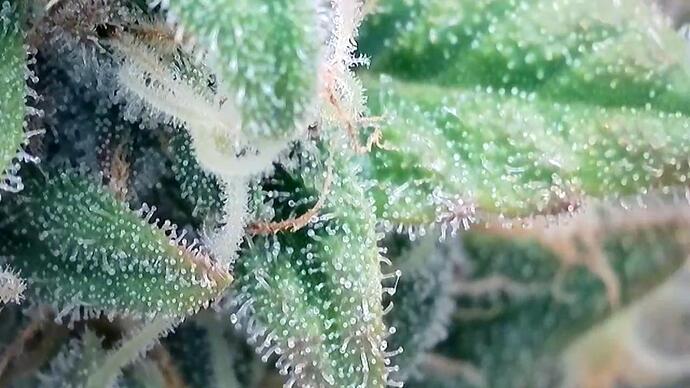 Growreport Bild 5