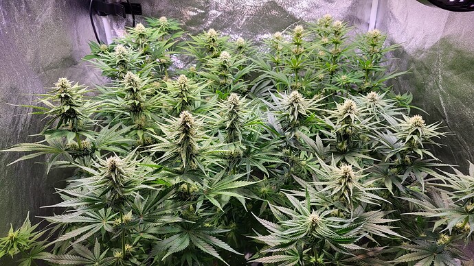 Growreport Bild 5