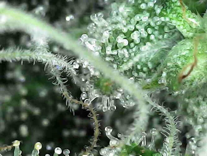 Growreport Bild 3