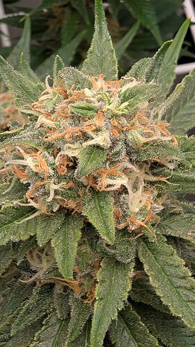 Growreport Bild 20