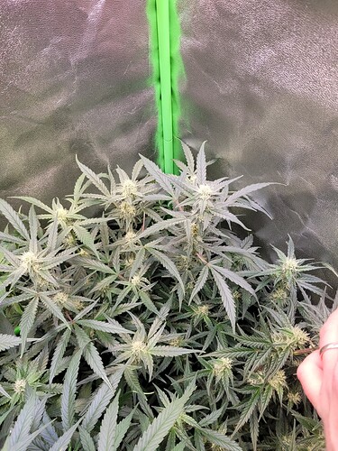 Growreport Bild 8