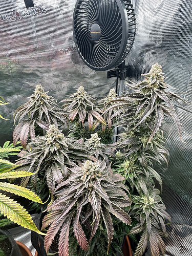 Growreport Bild 4