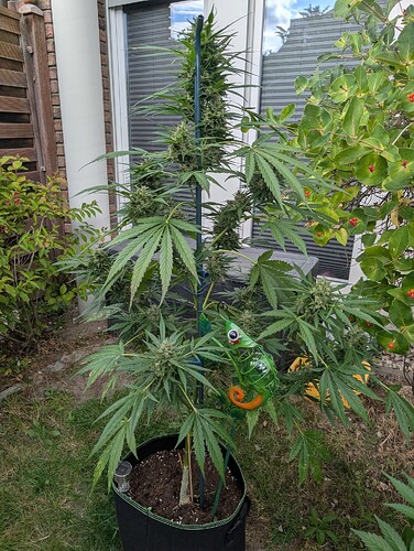 Growreport Bild 7