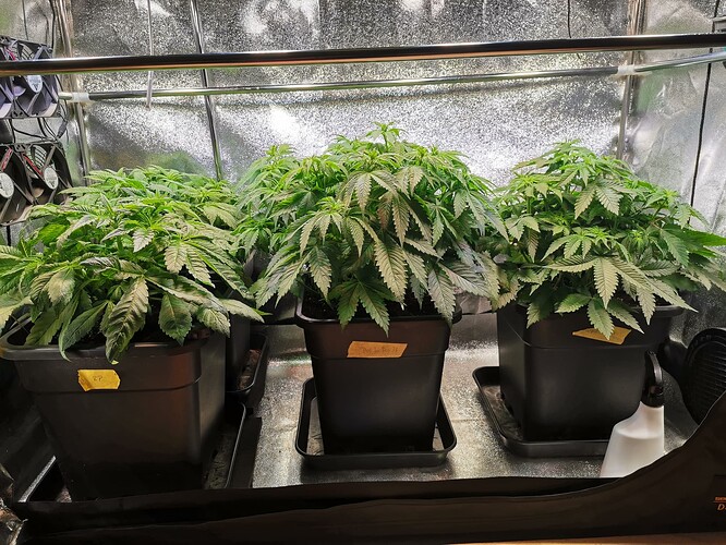 Mix grow, BT12 (2)