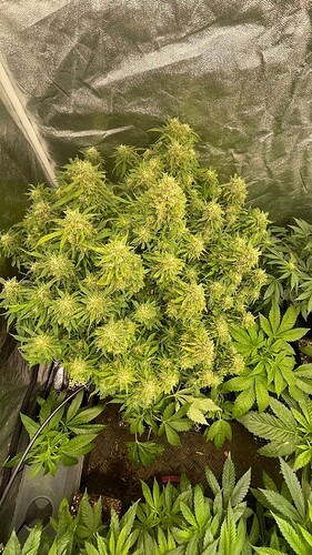 Growreport Bild 2