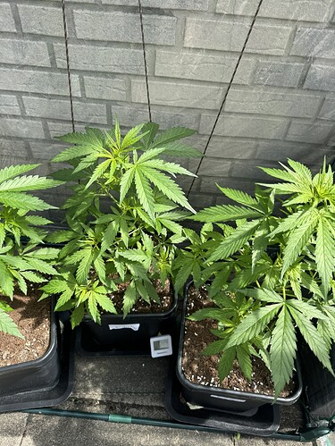 Growreport Bild 2