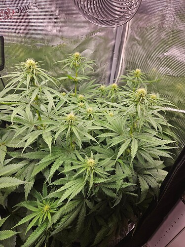 Growreport Bild 2