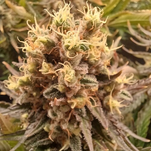 Growreport Bild 9