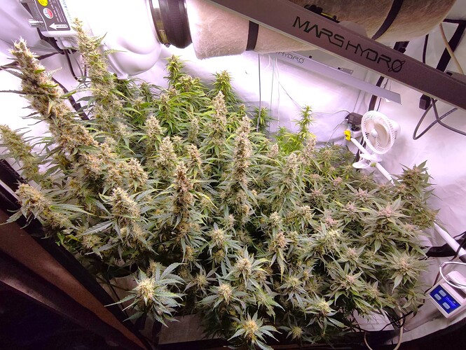 Growreport Bild 79