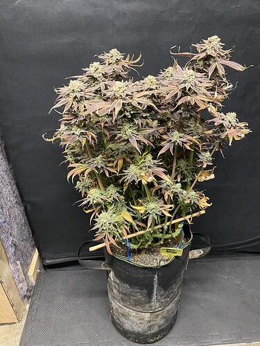 Growreport Bild 10