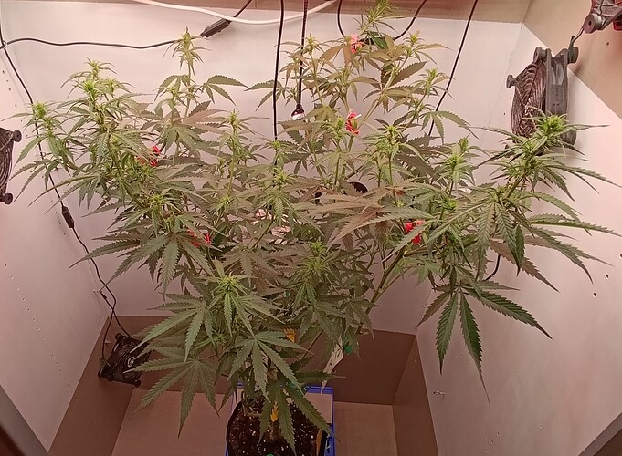 Growreport Bild 1