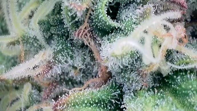Growreport Bild 9