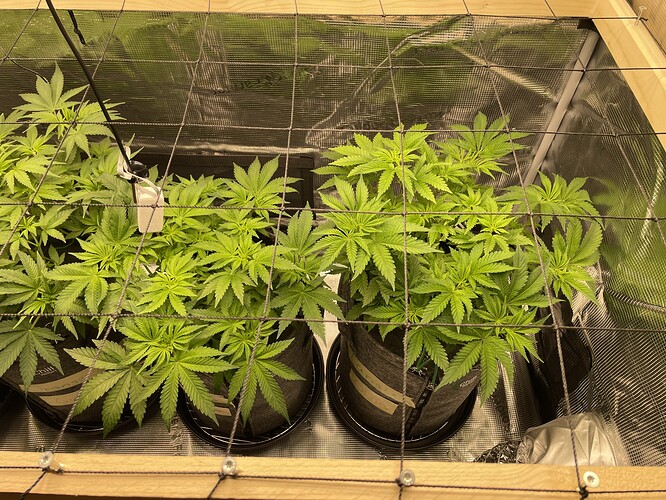 Vier junge Cannabispflanzen in Vlies-Töpfen unter einem Netz, das zur Unterstützung des Wachstums angebracht wurde.