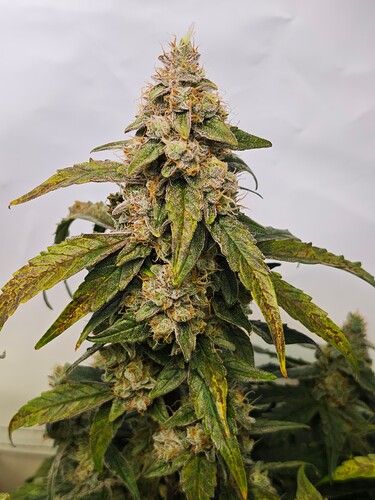 MVIMG_20251121_194608