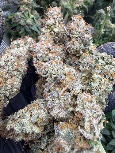 Growreport Bild 22
