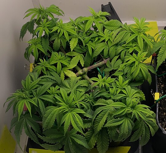 Growreport Bild 9