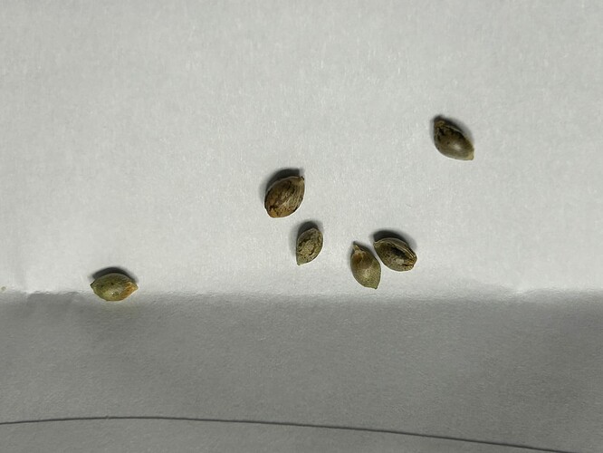 Growreport Bild 75