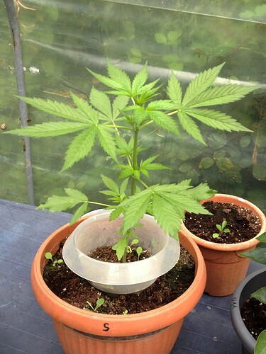 Growreport Bild 42