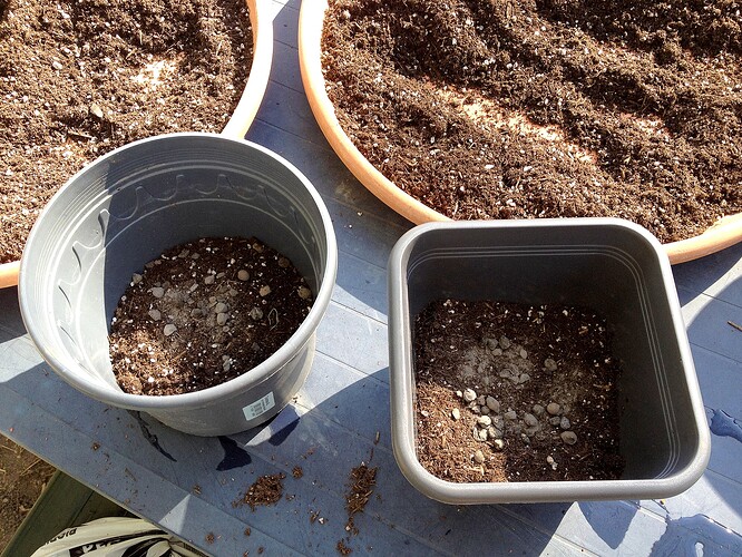 Zwei leere Pflanztöpfe, die mit Erde und Drainage-Material vorbereitet wurden, stehen auf einer blauen Unterlage.