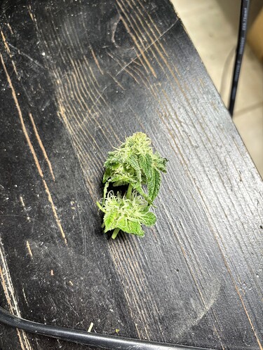 Growreport Bild 37