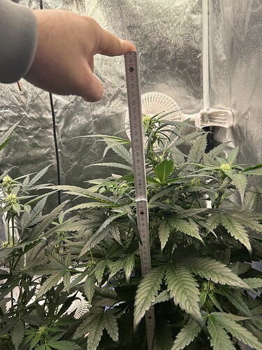 Growreport Bild 4