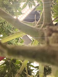 Growreport Bild 119