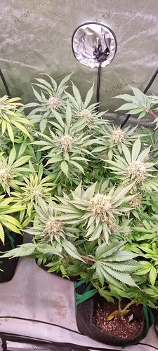 Growreport Bild 31