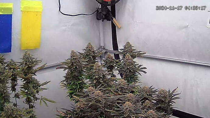 icam365Screenshot20241117043919447