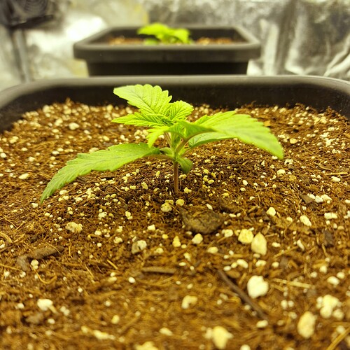 Growreport Bild 4
