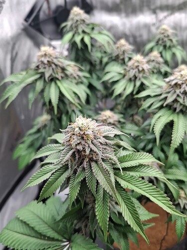 Growreport Bild 3