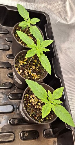 Growreport Bild 1