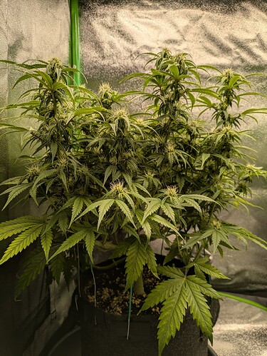 Growreport Bild 16