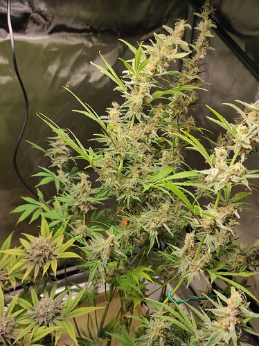 Growreport Bild 6