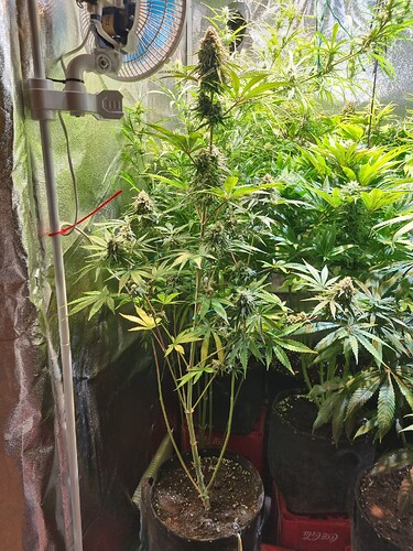 Eine einzelne Cannabis-Pflanze in der Blütephase steht in einem Grow-Zelt, beleuchtet von einer Lampe und belüftet von einem Ventilator.