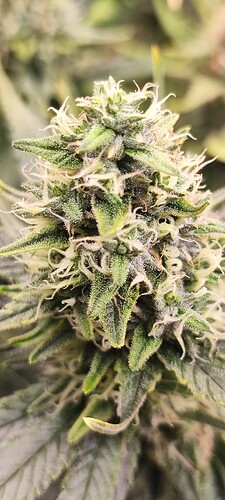 Growreport Bild 7