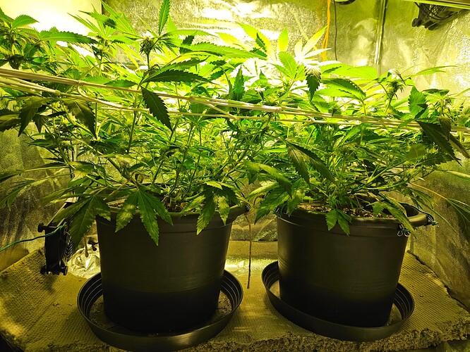 Growreport Bild 4