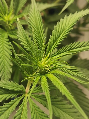 Growreport Bild 6