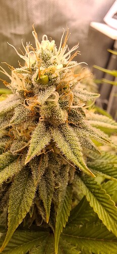 Growreport Bild 2