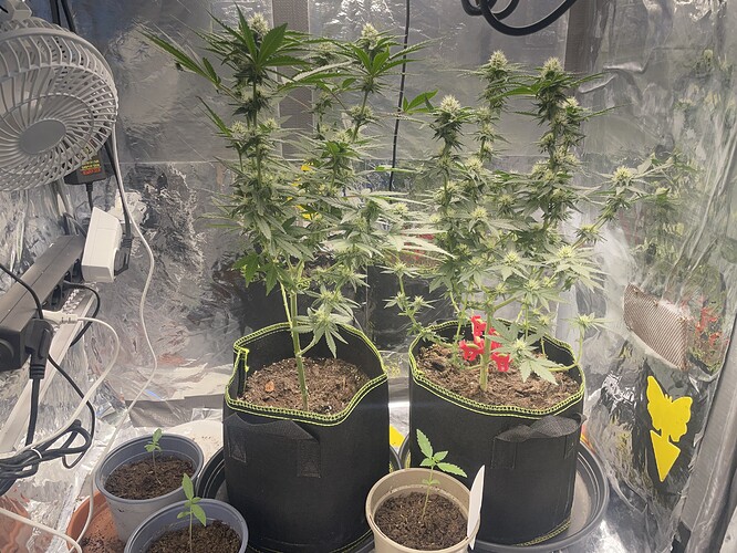 Growreport Bild 1