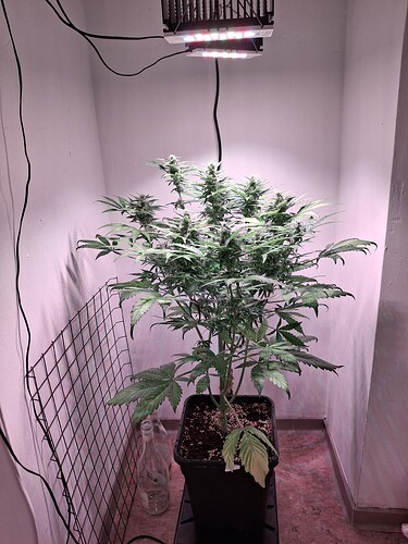 Growreport Bild 25