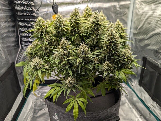 Growreport Bild 5