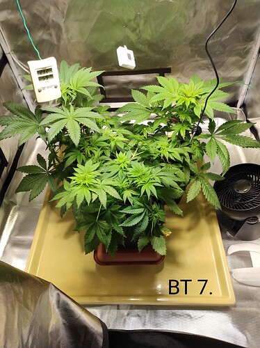 Growreport Bild 2
