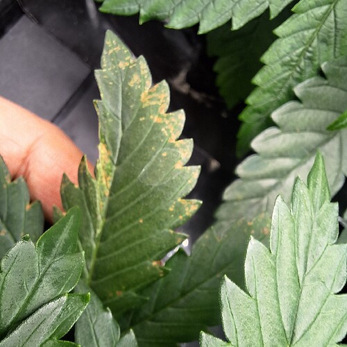 Nahaufnahme von Cannabisblättern mit braunen Flecken und Anzeichen von Nährstoffmangel.