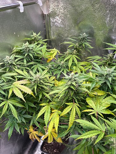 Growreport Bild 6