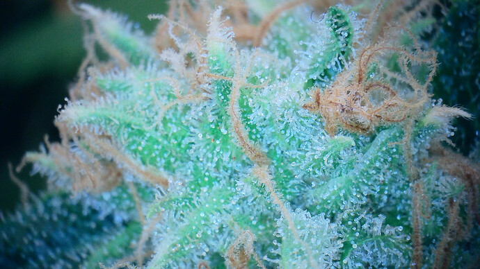 Growreport Bild 4