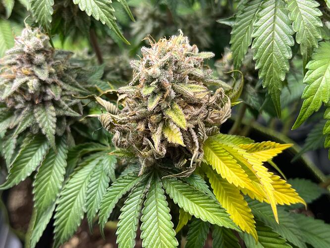 Growreport Bild 3