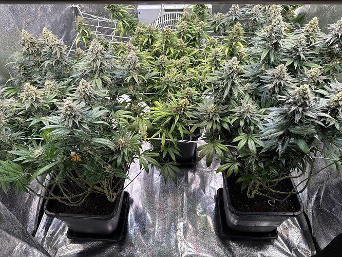 Growreport Bild 34