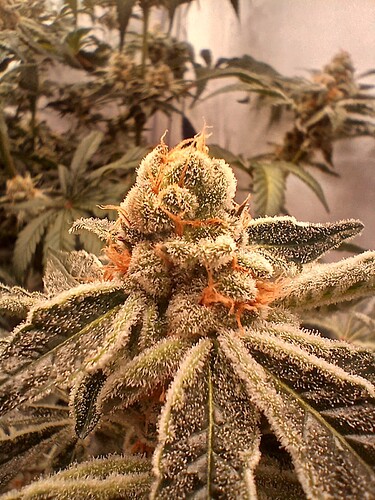 Growreport Bild 7
