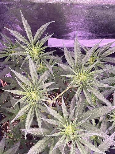 Growreport Bild 9